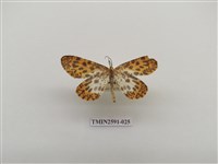 藏品(尺蛾104)的圖片